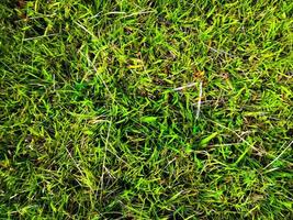 fundo de textura de grama verde para trabalho com espaço de cópia foto