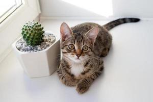 retrato de adorável gatinho malhado com olhos amarelos à luz do sol está sentado em um parapeito da janela perto de cacto em pote de cerâmica. foto