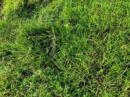 fundo de espaço de parede de textura de grama verde. folhagem fresca ao ar livre foto