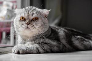 gato scottish fold olhando para a câmera foto