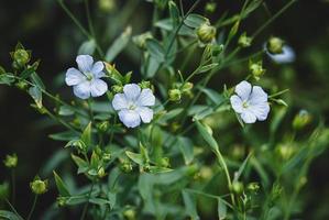 linhaça com flores azuis crescendo no jardim - linum usitatissimum foto