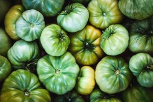 tomates verdes colhidos na horta orgânica, fundo de comida de vegetais caseiros foto