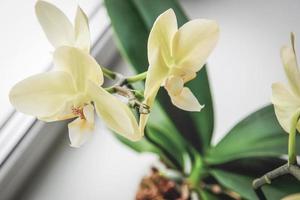 orquídeas novas raízes crescendo, cuidados com orquídeas phalaenopsis foto