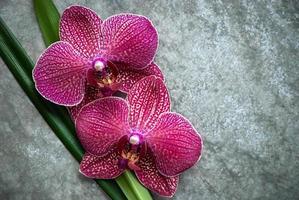 lindas flores de orquídea na textura de pedra cinza, bem-estar zen de beleza, lugar para texto ou logotipo foto