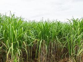 campo de cana-de-açúcar ao nascer do sol na tailândia foto