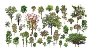 coleção de árvores realistas conjunto isolado no fundo branco foto