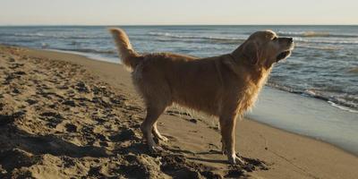 cachorro na praia foto