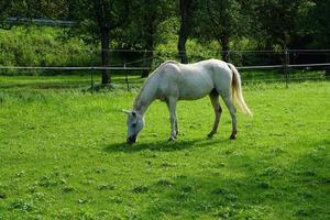 cavalo branco pastando