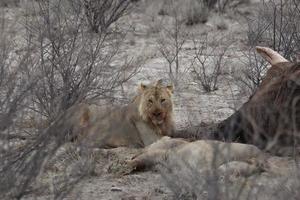 leão com presa namibia
