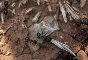 visão aproximada de formigas trabalhando foto