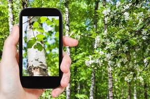 naturalista fotografa folhas de bétulas foto