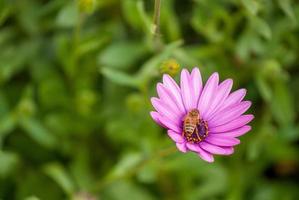 abelha em uma flor rosa foto