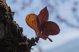 silhueta de uma folha de outono foto