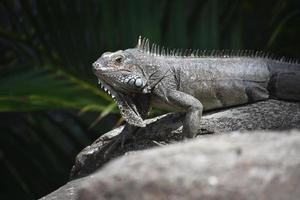 iguana rastejando por uma rocha tomando sol foto