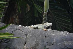 iguana listrada cinza em uma grande pedra foto