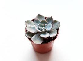 pequena echeveria azul suculenta em panela marrom sobre fundo branco foto