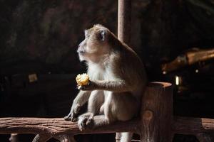 rosto de perfil de macaco cinza adulto sentado e comendo milho na caverna em fundo escuro foto