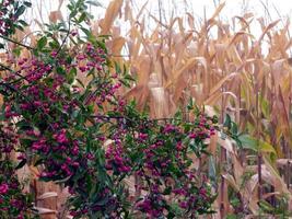 bagas rosa crescendo na frente de um campo de milho foto