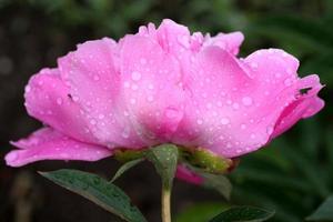 orvalho cai em uma flor rosa foto