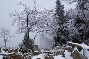 árvores cobertas de neve foto