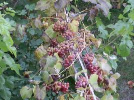 colheita de uva madura no jardim foto