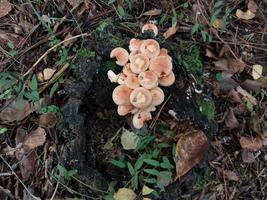 cogumelos cultivados na floresta de outono foto