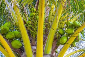 cocos de palmeira natural tropical céu azul no méxico. foto