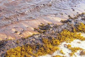 água de praia muito nojenta com algas vermelhas sargazo caribe méxico. foto