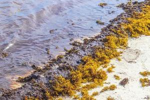 água de praia muito nojenta com algas vermelhas sargazo caribe méxico. foto