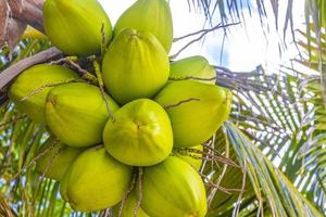 cocos de palmeira natural tropical céu azul no méxico. foto