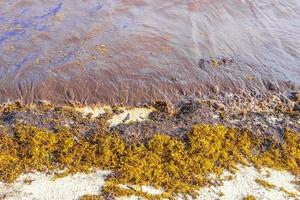 água de praia muito nojenta com algas vermelhas sargazo caribe méxico. foto