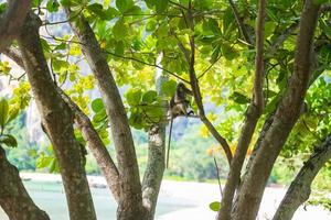 macaco langur de folha escura foto