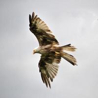 uma visão de uma pipa vermelha em voo na fazenda gigrin no país de Gales foto