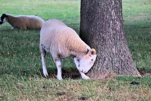 um close-up de uma ovelha na zona rural de cheshire foto