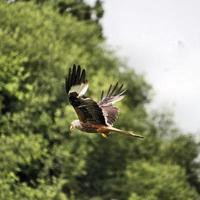 uma visão de uma pipa vermelha em voo na fazenda gigrin no país de Gales foto