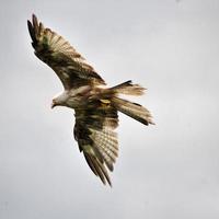 uma visão de uma pipa vermelha em voo na fazenda gigrin no país de Gales foto