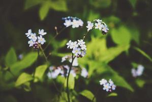 miosótis na floresta de verão, miosótis, flor myosotis arvensis foto