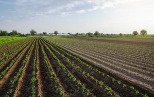 jovem plantação de pimentão e alho-poró. cultivo de vegetais ao ar livre em terreno aberto. agricultura, paisagem de agricultura. agroindústria. cuidado e cultivo de plantas. mudas de plantas de pimenta recém plantadas foto