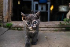 um gatinho escuro perto da entrada do velho celeiro. exploração do ambiente e do novo ambiente por filhotes de um gato doméstico. coragem e curiosidade, um conceito pioneiro foto