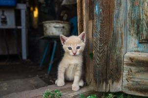 gatinho ruivo senta-se na porta do celeiro. o gato olha para fora da velha despensa perto da porta de madeira. adorável gatinho de gato doméstico. foto