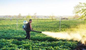 um agricultor polvilha uma plantação de batatas com um produto químico antifúngico. usar produtos químicos na agricultura. agricultura e agronegócio, agroindústria. luta contra infecções fúngicas e insetos. foto