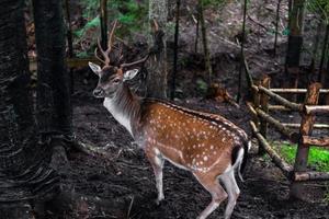 veado na floresta.belo veado na floresta verde foto