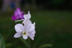 foto de orquídeas brancas em um jardim recebendo chuva.