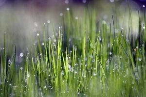 chuva caindo na grama verde foto