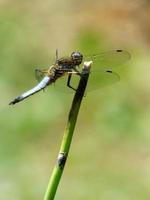 close-up de uma libélula em uma planta foto