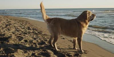 cachorro na praia foto