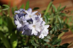 flor violeta do jacinto foto