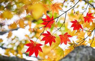 folha de bordo vermelho no japão outono foto