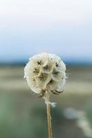 flor selvagem branca foto