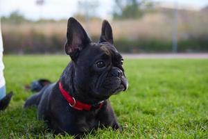 buldogue francês na grama foto